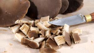 Kleine Austernpilze-Stücke liegen vor ganzen Austernpilzen und bei einem Messer.