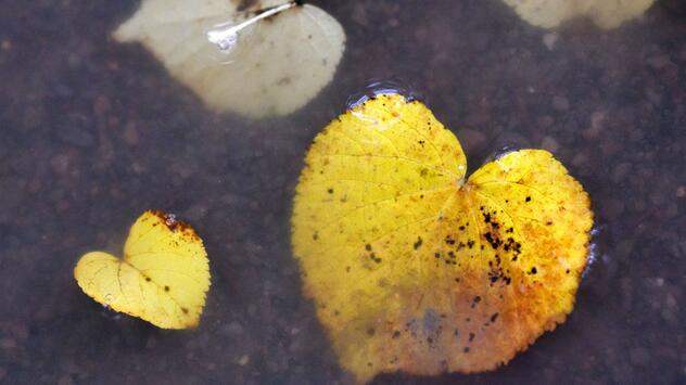 Herbst