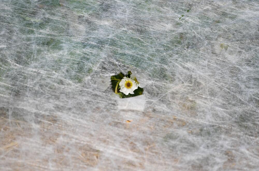 Blüte einer Erdbeerpflanze ist durch ein Loch im Vlies zu sehen