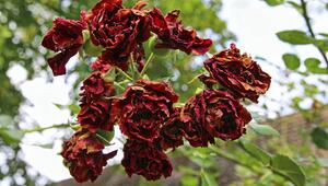 Welkende Rosen