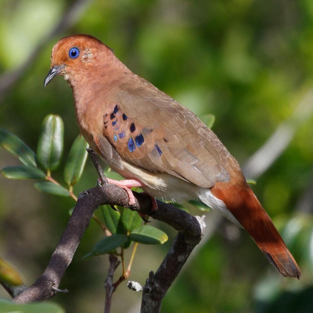 Blauaugentäubchen