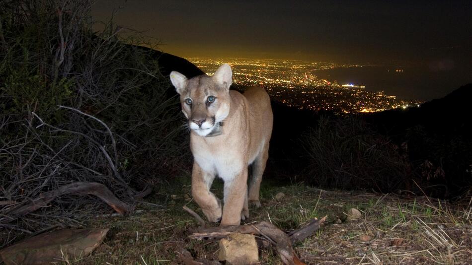 Puma in LA