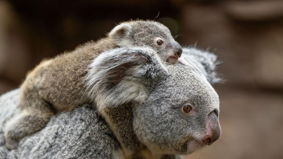 Koala-Nachwuchs in der Wilhelma