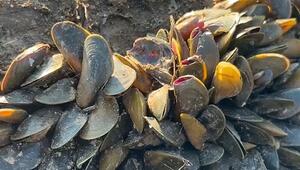 Stille Invasion: Schädliche Muschelart erstmals in kalifornischem Hafen entdeckt