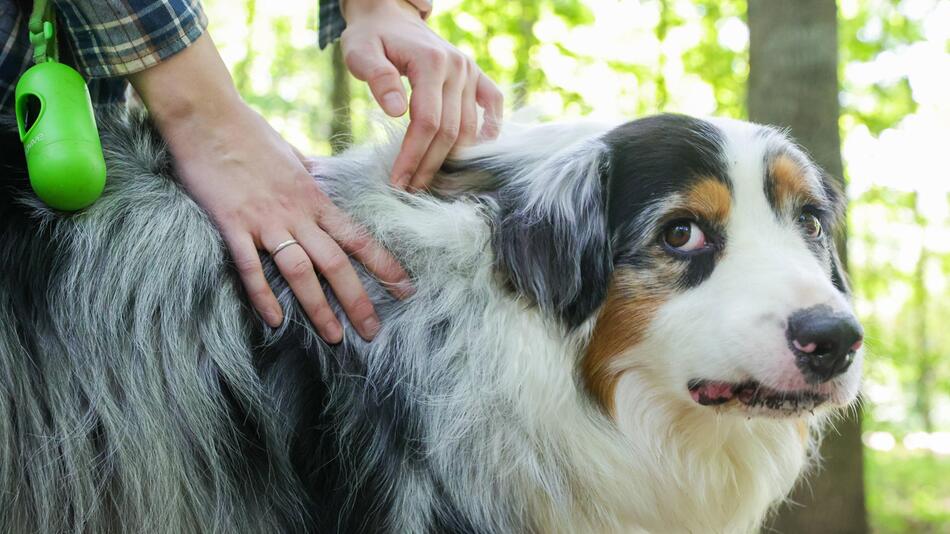Hund, Zecke