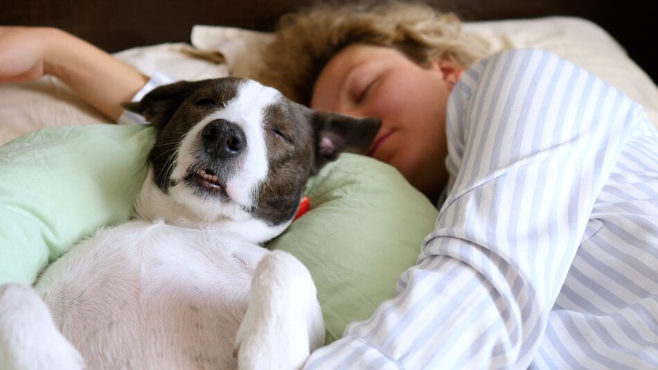 Haustier im Bett: So wirkt sich ihr tierischer Liebling auf ihren Schlaf aus