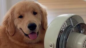 Hund gegen Hitze: Golden Retriever findet den perfekten Platz