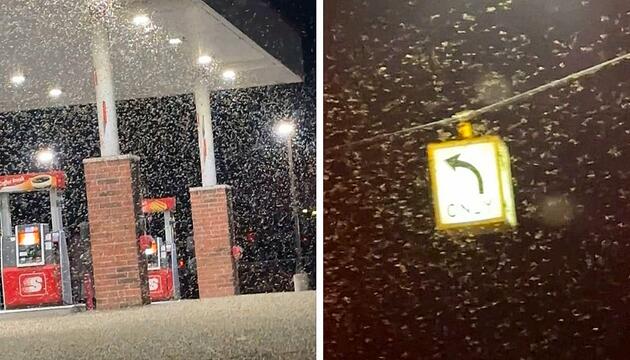 Insekten-Ansturm: Mückeninvasion an Tankstelle in Michigan