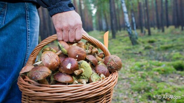 ++ ARCHIVBILD ++ 48-Jährgie beim Pilzesammeln im Wald abgestürzt