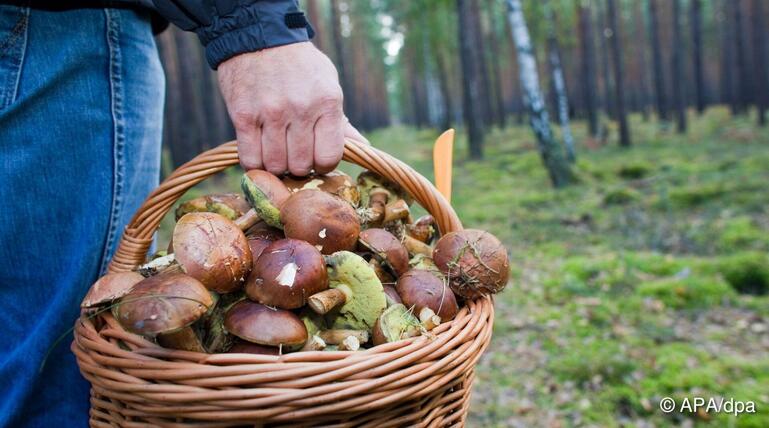 ++ ARCHIVBILD ++ 48-Jährgie beim Pilzesammeln im Wald abgestürzt