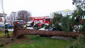 Zahlreiche Bäume stürzten um