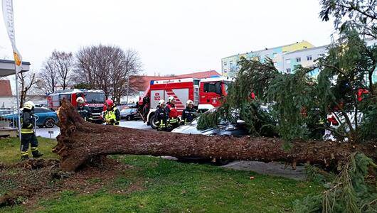 Zahlreiche Bäume stürzten um