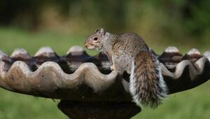 Wasser für Vögel, Eichhörnchen & Co.