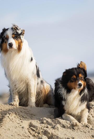 Australian Shepherds auf einem Sandhaufen in Sankt Peter-Ording