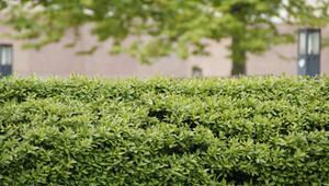 maximale Heckenhöhe