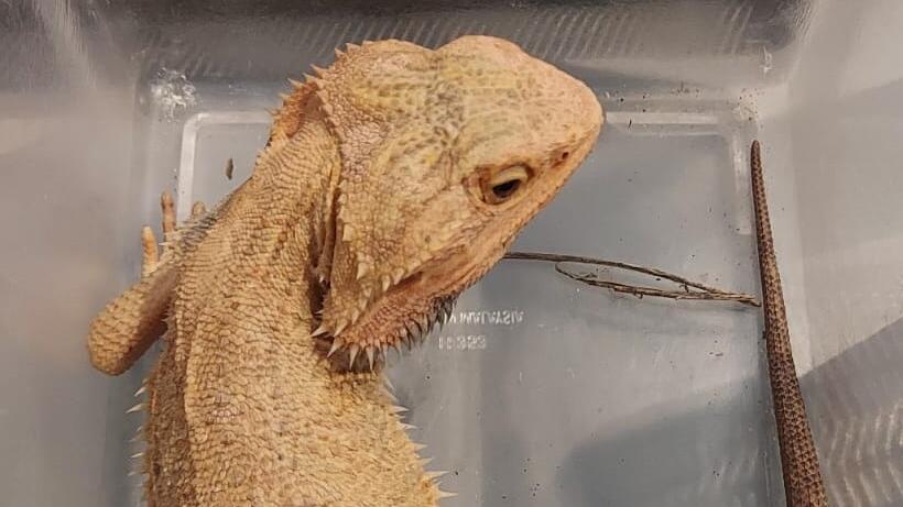 Bartagame