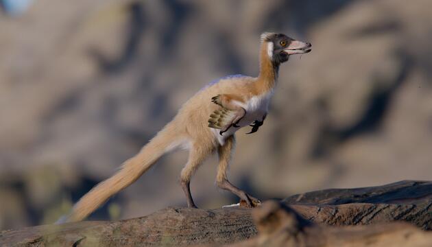 Alnashetri cerropolisiensis