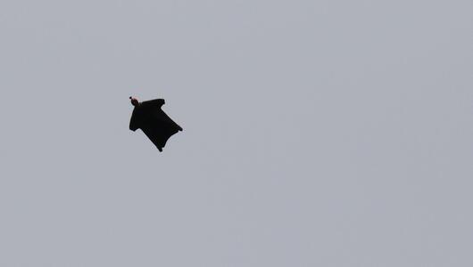 Wingsuit-Springer