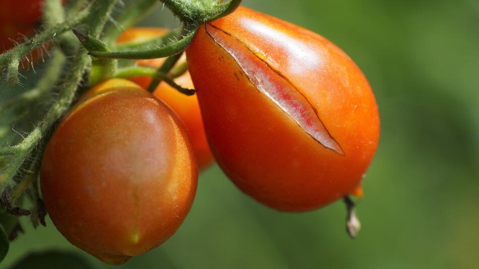 tomaten platzen risse verhindern