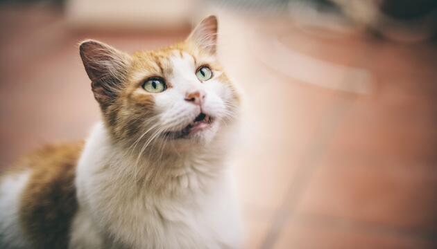 Katze