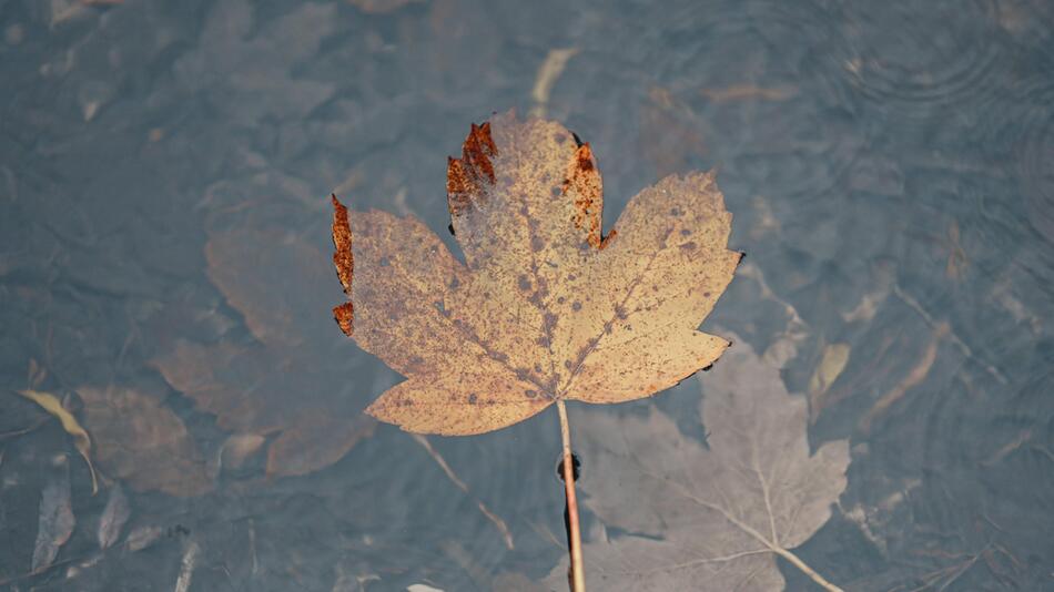 Blatt im Wasser