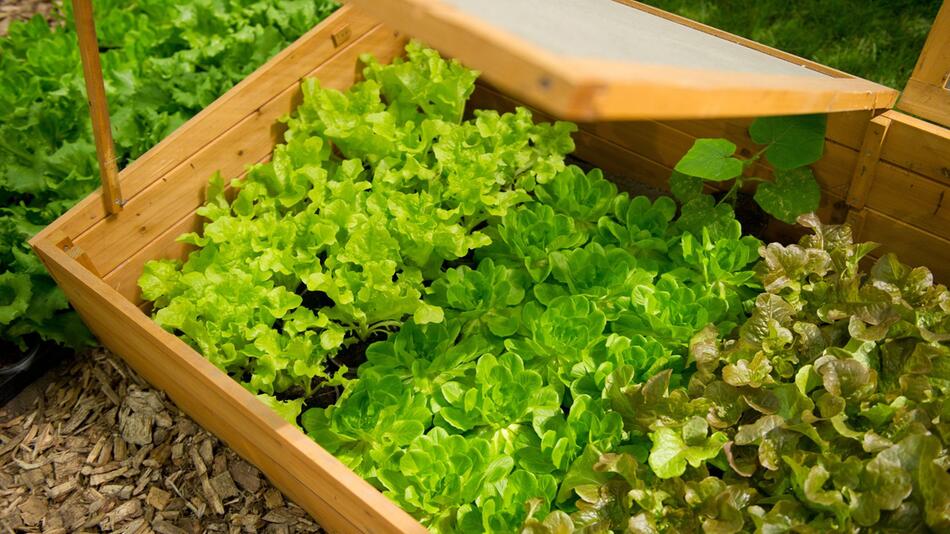 Junger Salat in einem Beetkasten