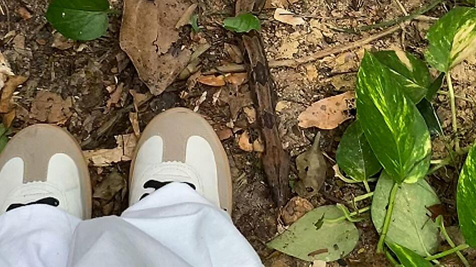 Schlange ausgewildert: Königsboa gleitet direkt an den Füßen einer Frau vorbei
