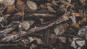 Holz aus dem Wald holen: Warum das böse enden kann