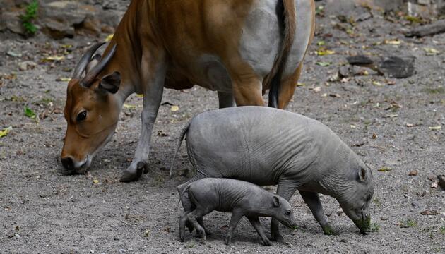 Vorstellung des Nachwuchses bei den Sulawesi-Hirschebern