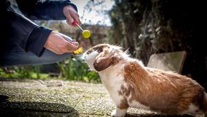 Clickertraining mit einem Kaninchen