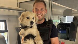 Hund im Zug
