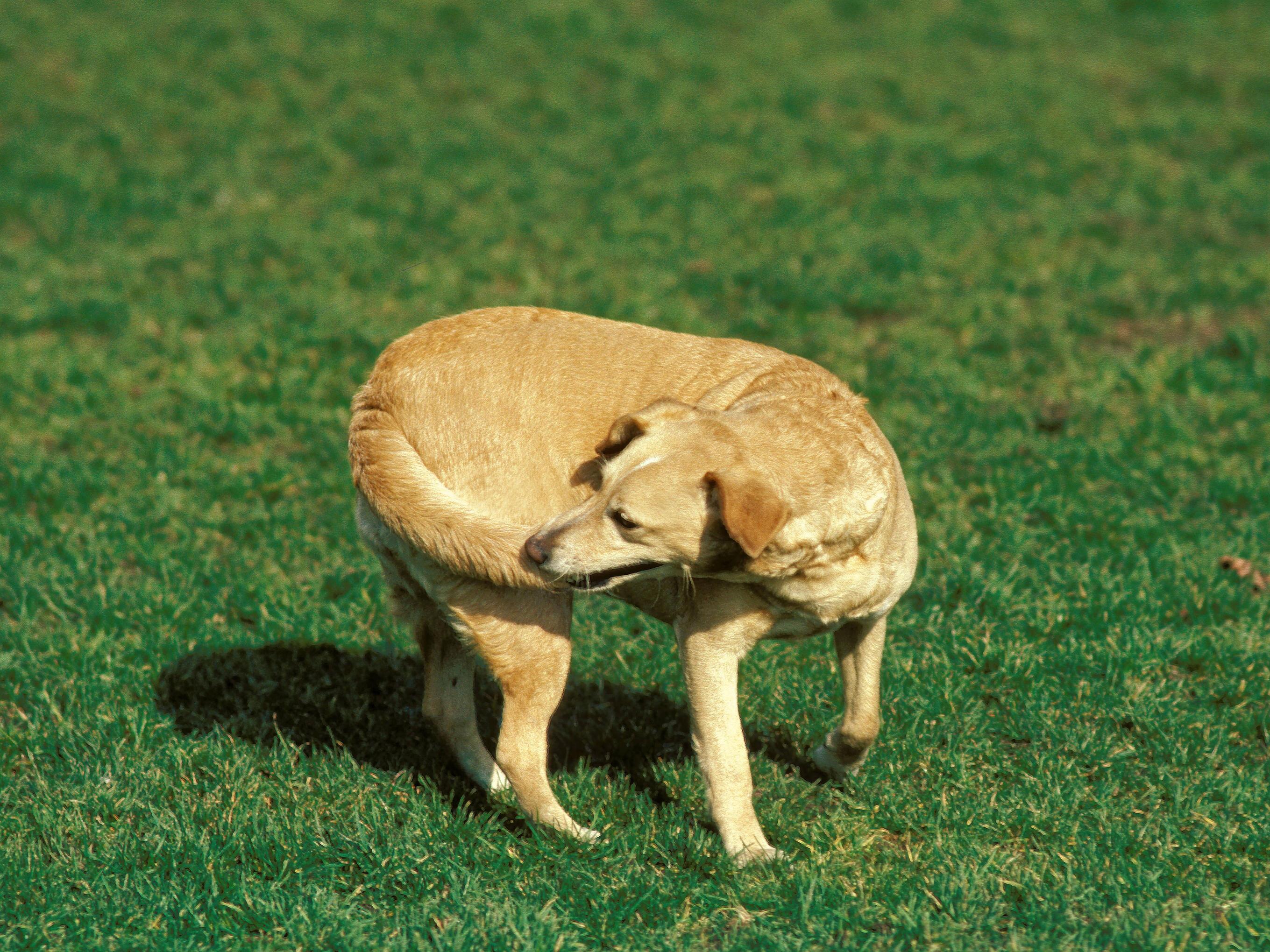 Hund jagt eigenen Schwanz: Diese Grnde stecken dahinter | GMX.AT