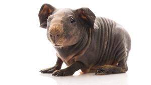 Ein schlankes Meerschweinchen.