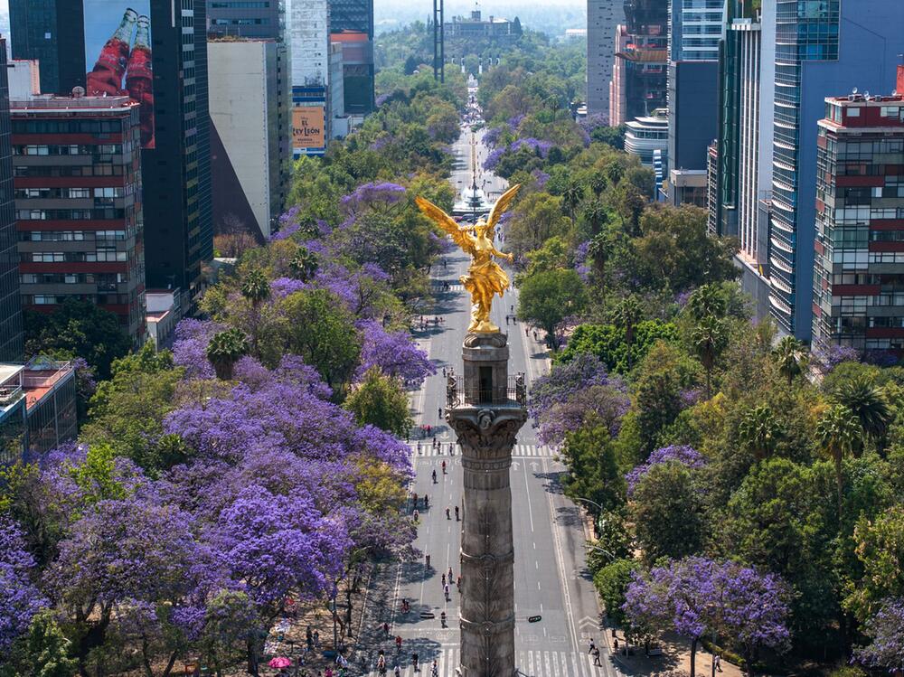 Jacaranda-Blüte in Mexiko-Stadt
