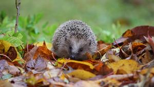 Ein Igel läuft auf Herbstlaub