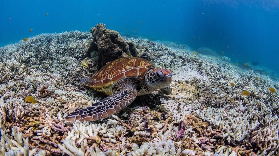 Great Barrier Reef