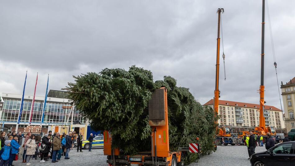 Aufstellen der Tanne auf dem Striezelmarkt