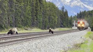 Knappe Sache: Grizzlybärin und Junges auf Gleisen weichen Zug in Kanada gerade noch aus
