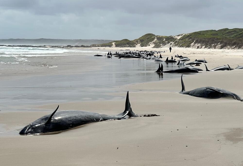 Gestrandete Wale in Tasmanien