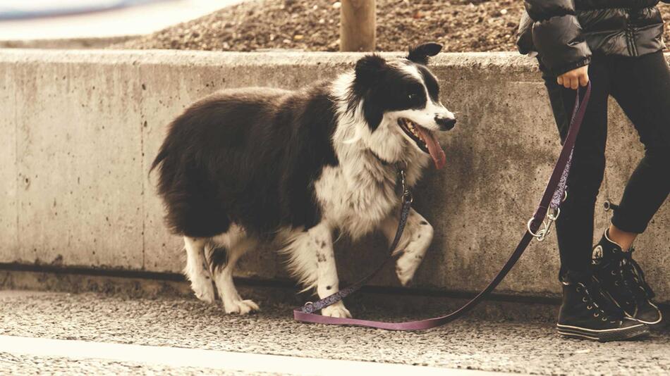Ein schwarz-weißer Border Collie mit herausgestreckter Zunge, der an einer lila Leine neben ...
