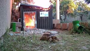 Knapp entkommen: Schildkröte flieht aus brennendem Schuppen