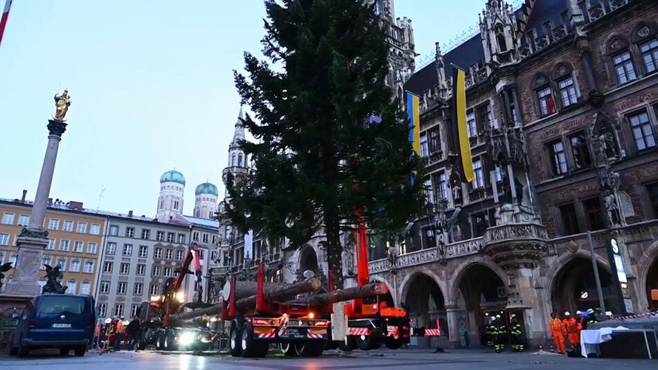 Münchens Christbaum steht als Attraktion des Weihnachtsmarkts auf dem Marienplatz