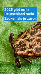 Noch nie waren so viele Zecken in Deutschland unterwegs