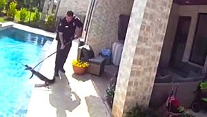 Ungebetener Badegast: Polizei fängt Alligator in Privatpool in Texas