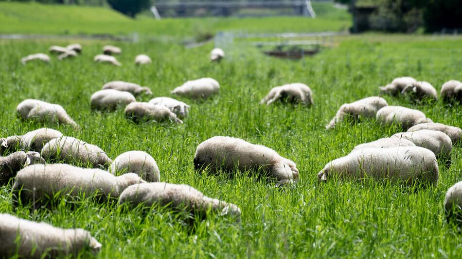 Schafe in der Leineaue