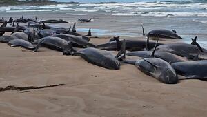 Gestrandete Wale in Tasmanien