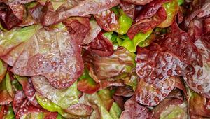 Pflücksalat ernten