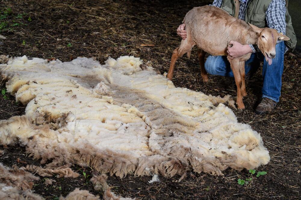 Vom Winterpelz zum Sommerkleid