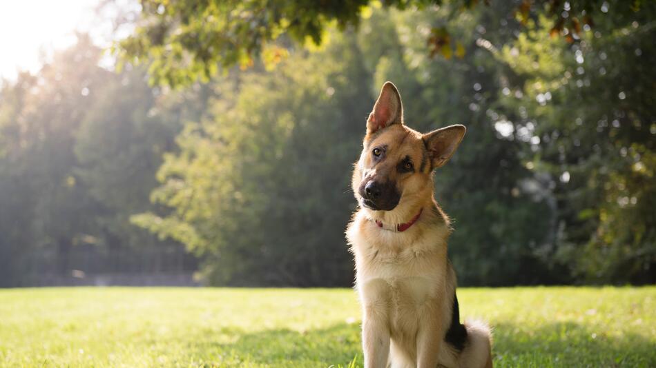 Hund neigt den Kopf