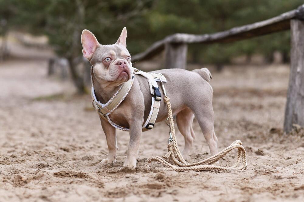 Französische Bulldogge